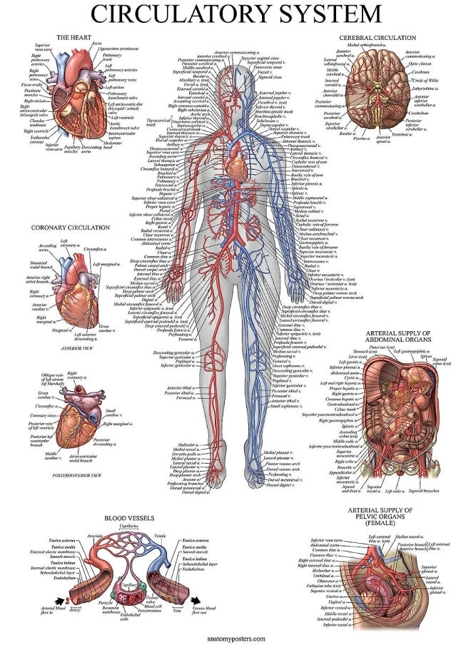 Palace Learning 10 Pack - Anatomical Poster Set - Laminated - Muscular, Skeletal, Digestive, Respiratory, Circulatory, Endocrine, Lymphatic, Male And Female Reproductive, Nervous System, Anatomy Chart Set - 18" X 24"  - Image 5