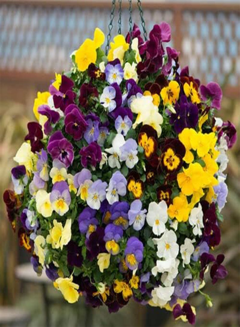 GGOOT 50 Seeds of Giant Winter Pansy - Mix UK Hardy Hiemalis Viola Flowering Plants to Grow