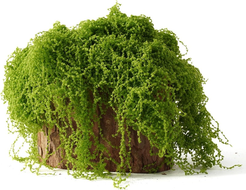 BYHER طحلب اصطناعي للحرف اليدوية – 3.5 أونصة طحلب اصطناعي رقيق يشبه السحاب للنباتات المنزلية في الأصص وحدائق الجنيات – بديل واقعي للطحلب الأخضر للتراريوم، المشاهد المصغرة، النماذج (أخضر ��اتح) - Image 3
