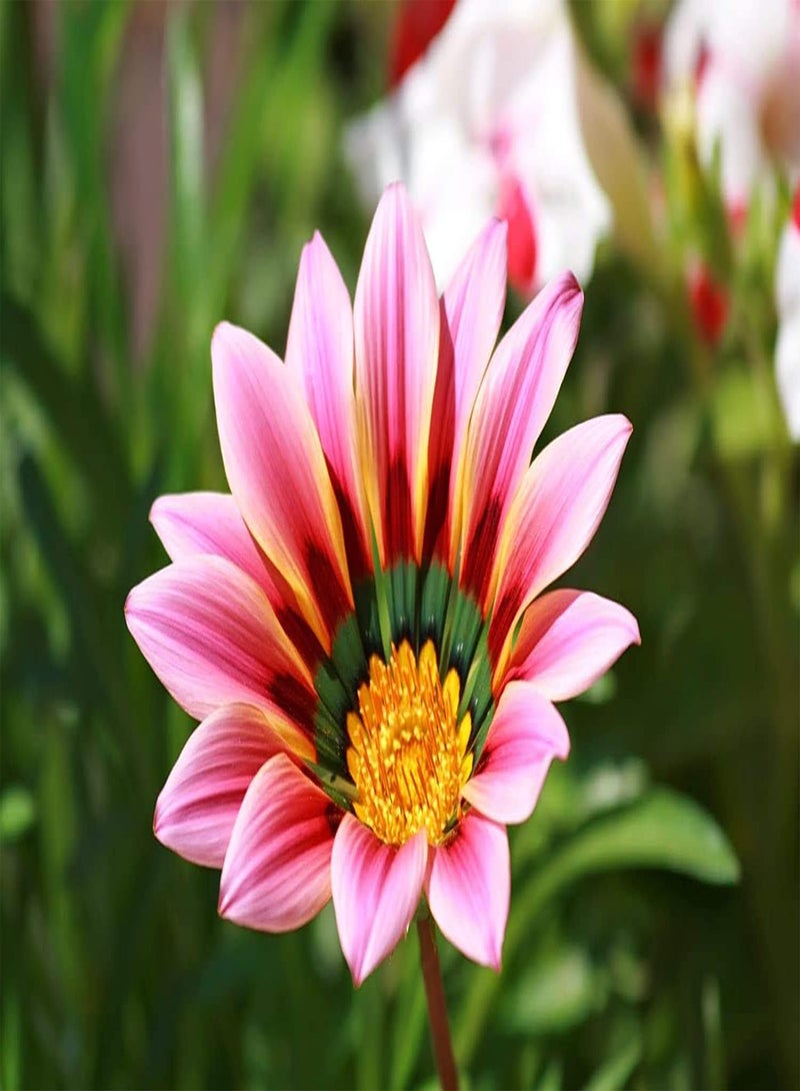 GGOOT seeds Fresh 200pcs Gazania Flowers Seeds for Planting White Pink