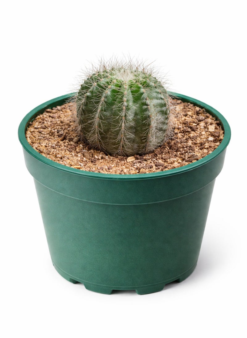 بلانت نبات صبار برميلي حي | صبار عصاري صغير للزينة الداخلية | نبات صحراوي سهل العناية لتزيين المنزل أو المكتب - Image 5