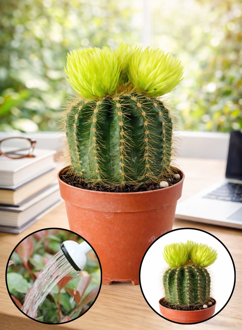 بلانت نبات صبار برميلي حي | صبار عصاري صغير للزينة الداخلية | نبات صحراوي سهل العناية لتزيين المنزل أو المكتب - Image 1