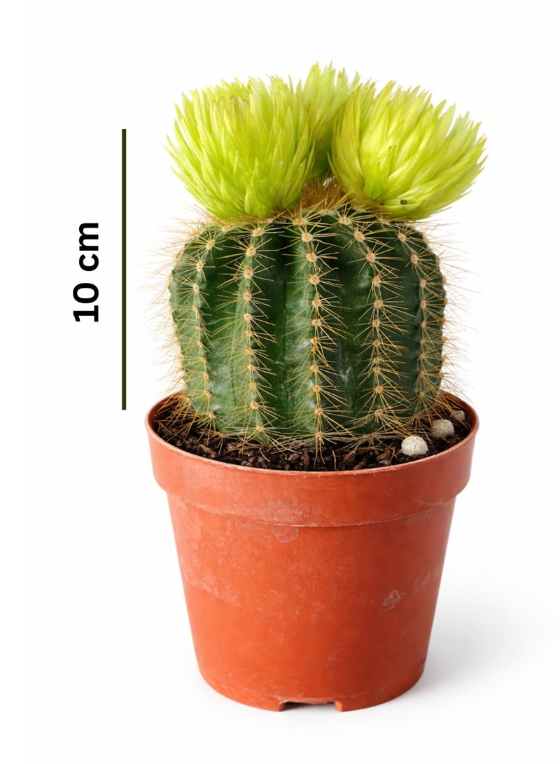 بلانت نبات صبار برميلي حي | صبار عصاري صغير للزينة الداخلية | نبات صحراوي سهل العناية لتزيين المنزل أو المكتب - Image 2