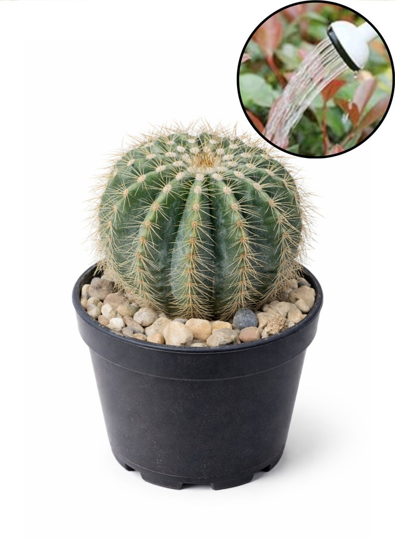 بلانت نبات صبار برميلي حي | صبار عصاري صغير للزينة الداخلية | نبات صحراوي سهل العناية لتزيين المنزل أو المكتب - Image 4