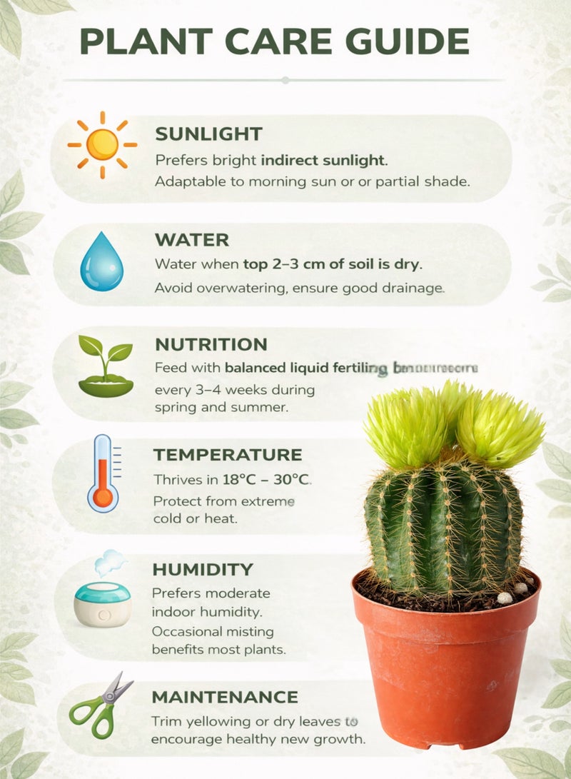 بلانت نبات صبار برميلي حي | صبار عصاري صغير للزينة الداخلية | نبات صحراوي سهل العناية لتزيين المنزل أو المكتب - Image 3