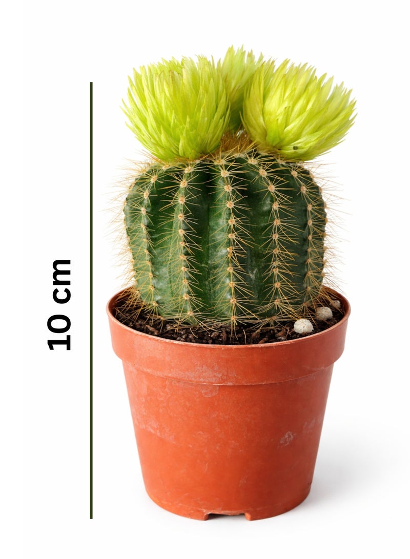 PLANT Barrel Cactus Live Plant | Small Decorative Indoor Cactus Succulent | Easy Care Desert Plant for Home Office Desk Decor - Image 2