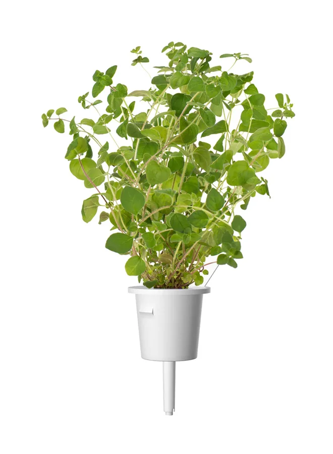 Click & Grow CLICK & GROW OREGANO SMART GARDEN REFILL
