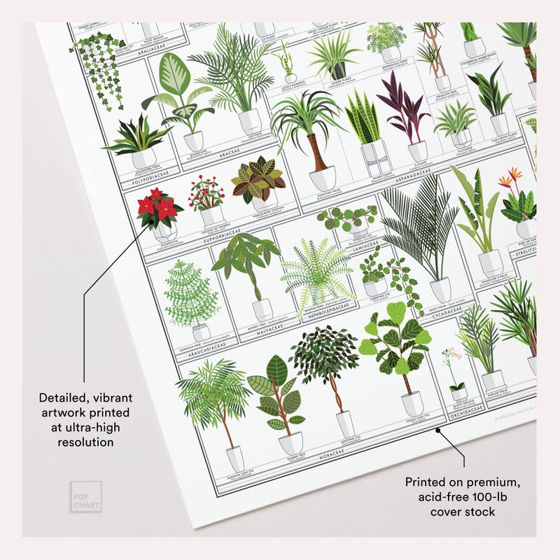 Pop Chart Lab Pop Chart | Horticultural Chart of Houseplants | 16" x 20" Wall Art | Botanical Poster | Earthy Wall Decor | 100% Made in the USA - Image 3