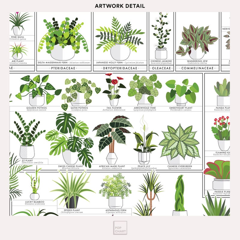Pop Chart Lab Pop Chart | Horticultural Chart of Houseplants | 16" x 20" Wall Art | Botanical Poster | Earthy Wall Decor | 100% Made in the USA - Image 4