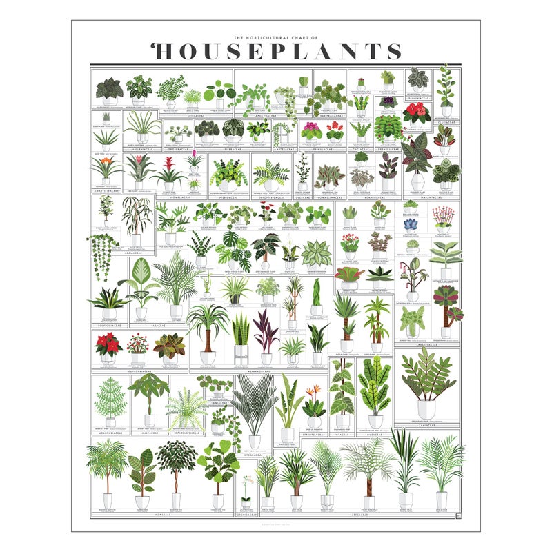 Pop Chart Lab Pop Chart | Horticultural Chart of Houseplants | 16" x 20" Wall Art | Botanical Poster | Earthy Wall Decor | 100% Made in the USA - Image 1