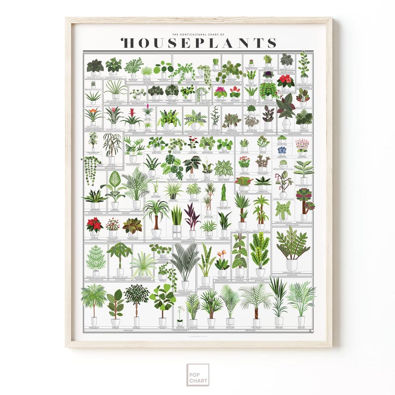 Pop Chart Lab Pop Chart | Horticultural Chart of Houseplants | 16" x 20" Wall Art | Botanical Poster | Earthy Wall Decor | 100% Made in the USA - Image 5