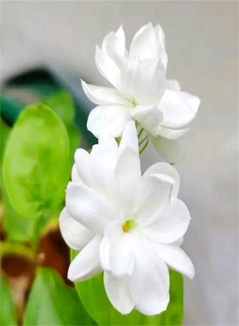 GGOOT Rare Growing Jasmine Seeds UK Indoor Outdoor Butterfly Flower Seeds Smiling Opening Flowers Lovely Stems Rare Species-100pcs - Image 1