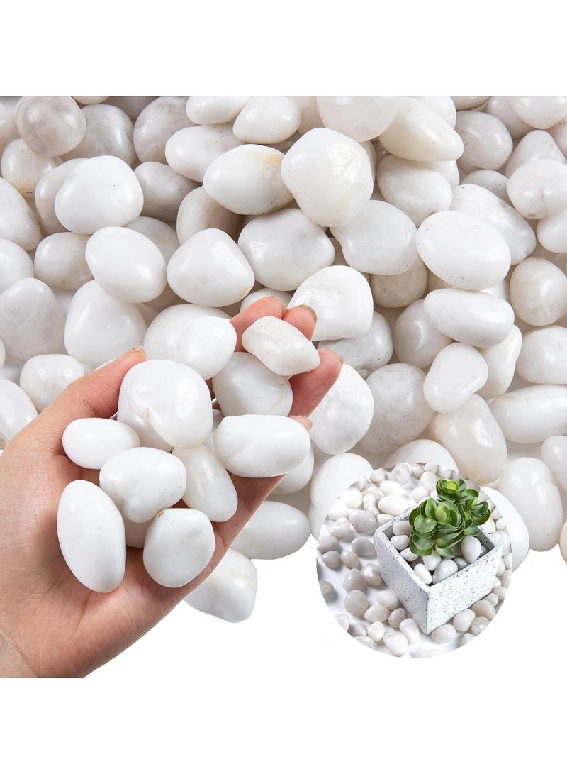 RR BRAND White River Rock- High Polished Pebbles for Indoor Plants-1.5kg Decorative Stones for Aquarium Fish Tank - White Rocks for Outdoor Garden Landscaping - 0.3"-0.8" - Image 1