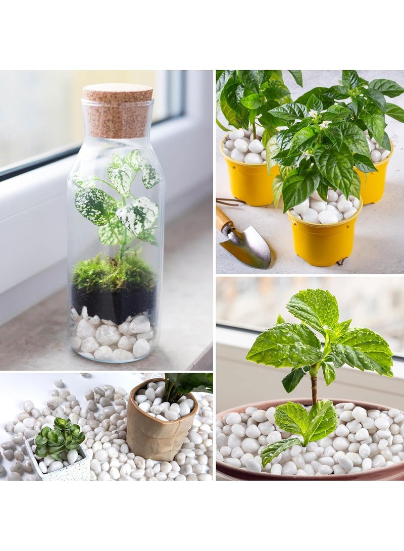 RR BRAND White River Rock- High Polished Pebbles for Indoor Plants-1.5kg Decorative Stones for Aquarium Fish Tank - White Rocks for Outdoor Garden Landscaping - 0.3"-0.8" - Image 5