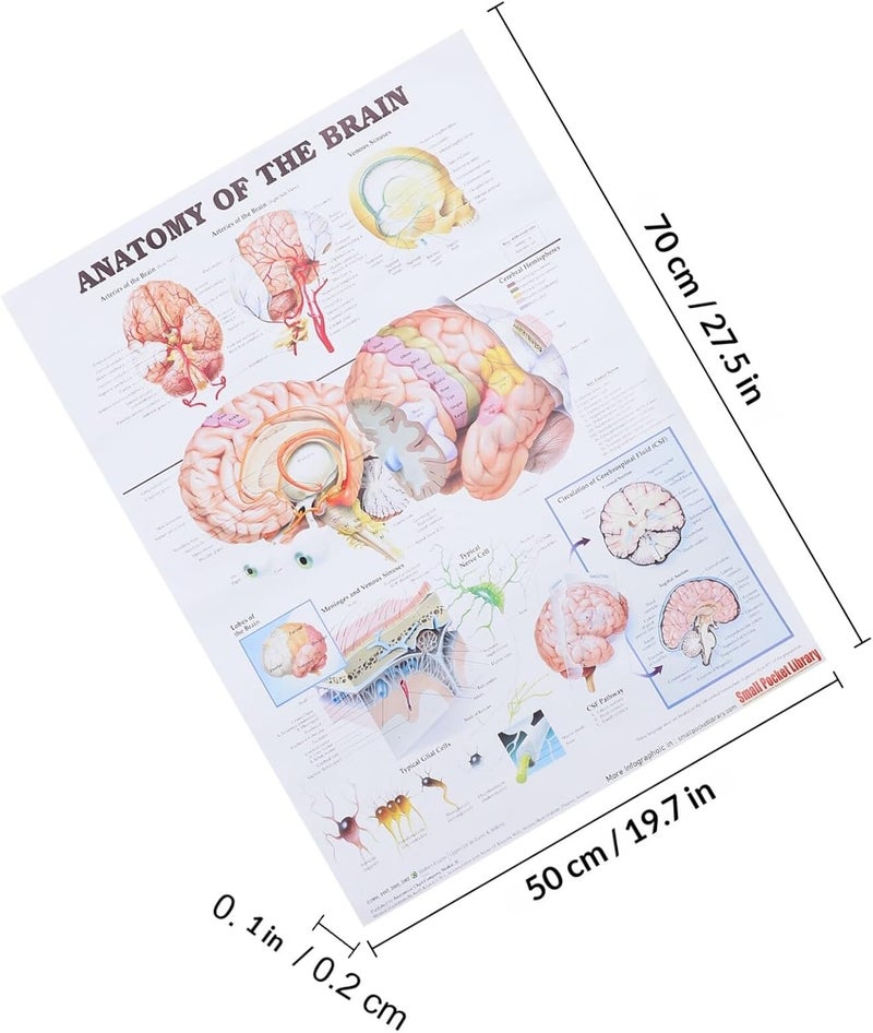Ipetboom Human Anatomy Poster 50x70cm Unframed Canvas Educational Brain Anatomy Chart Wall Art for Classroom Office Science Teaching - Image 2