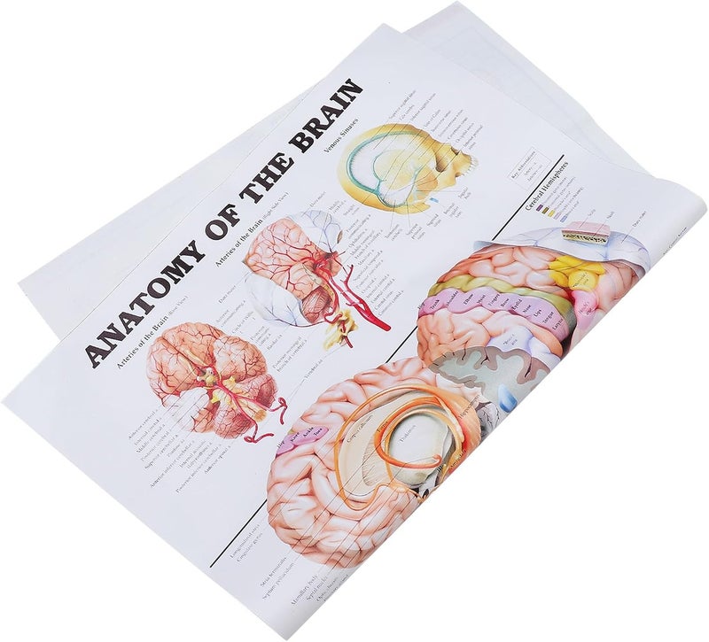Ipetboom Human Anatomy Poster 50x70cm Unframed Canvas Educational Brain Anatomy Chart Wall Art for Classroom Office Science Teaching - Image 1