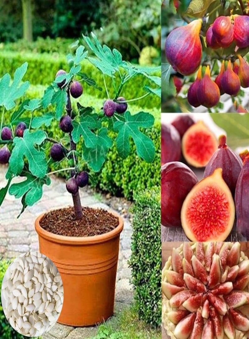 جي جوت مجموعة أدوات زراعة 50 قطعة من بذور التين للحديقة والشرفة | نباتات بونساي داخلية وخارجية سهلة النمو، شتلات فواكه استوائية، بذور تين 1 - Image 1