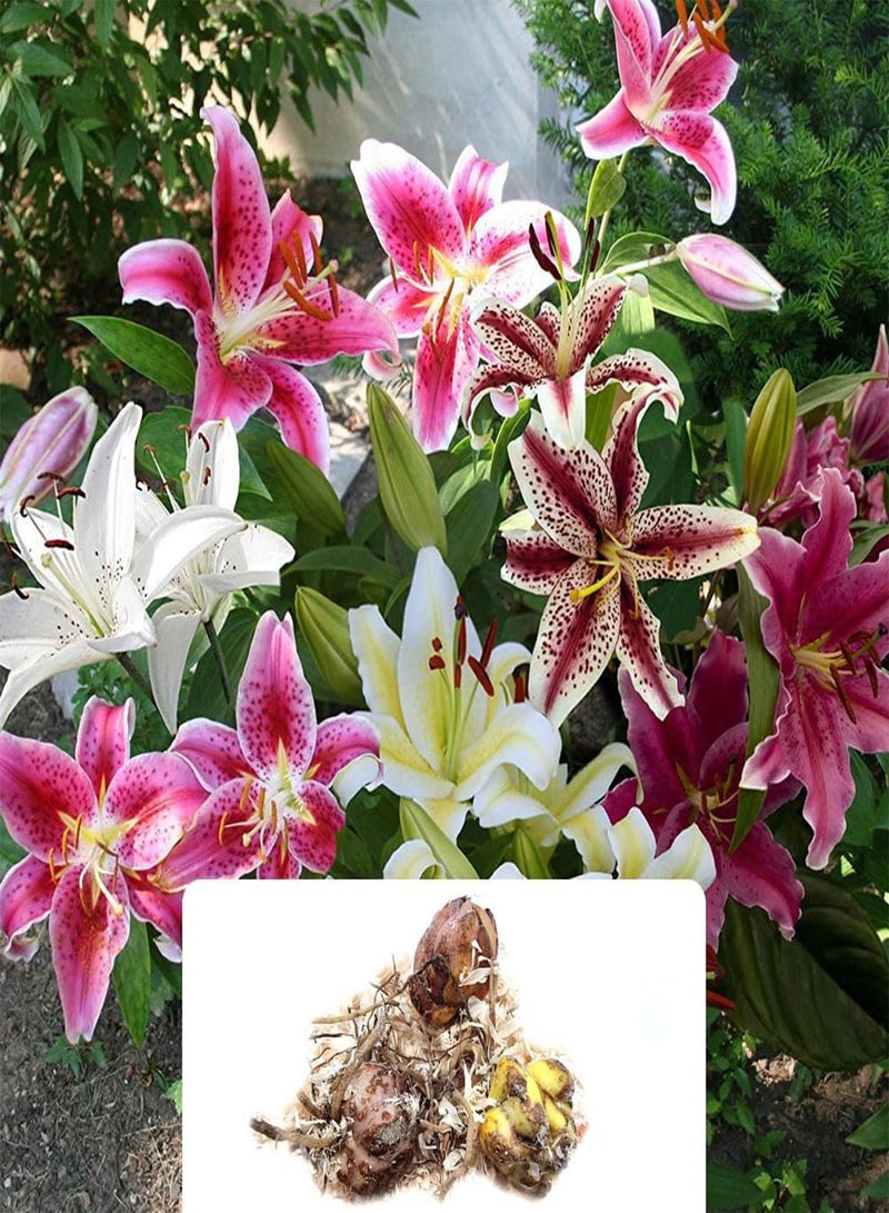 GGOOT 3 Oriental Lily Mix \u2013 Fragrant, Giant Flowers in Vibrant Colours \u2013 Perfect for Summer Gardens \u2013 Perennial and Hardy for UK Climate - Image 1