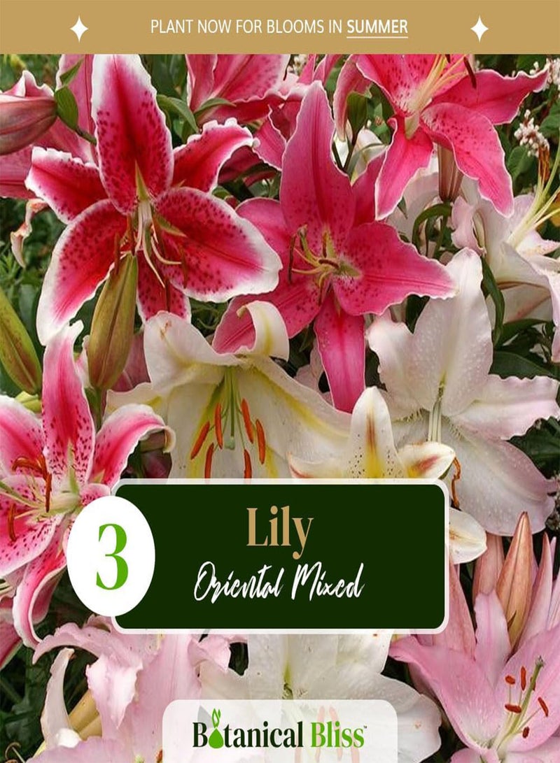 GGOOT 3 Oriental Lily Mix \u2013 Fragrant, Giant Flowers in Vibrant Colours \u2013 Perfect for Summer Gardens \u2013 Perennial and Hardy for UK Climate - Image 2