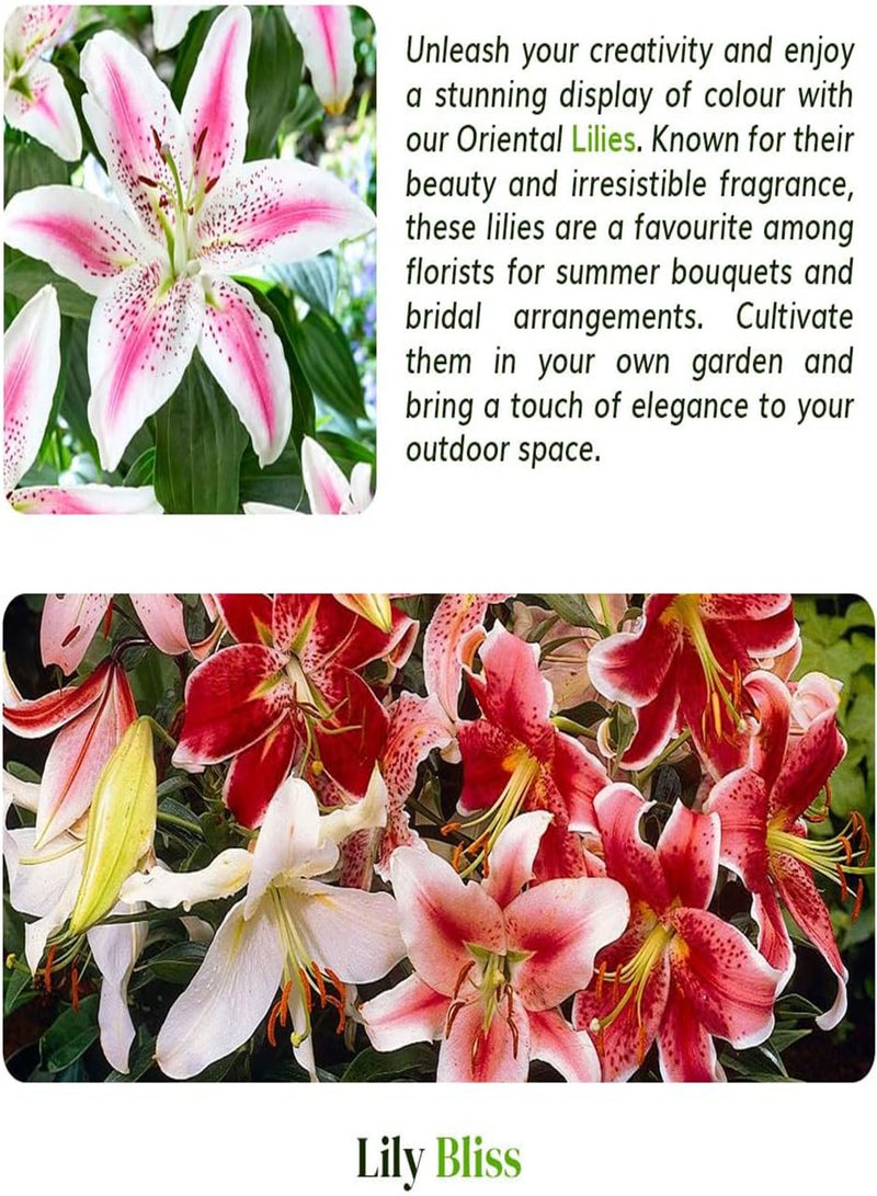 GGOOT 3 Oriental Lily Mix \u2013 Fragrant, Giant Flowers in Vibrant Colours \u2013 Perfect for Summer Gardens \u2013 Perennial and Hardy for UK Climate - Image 5