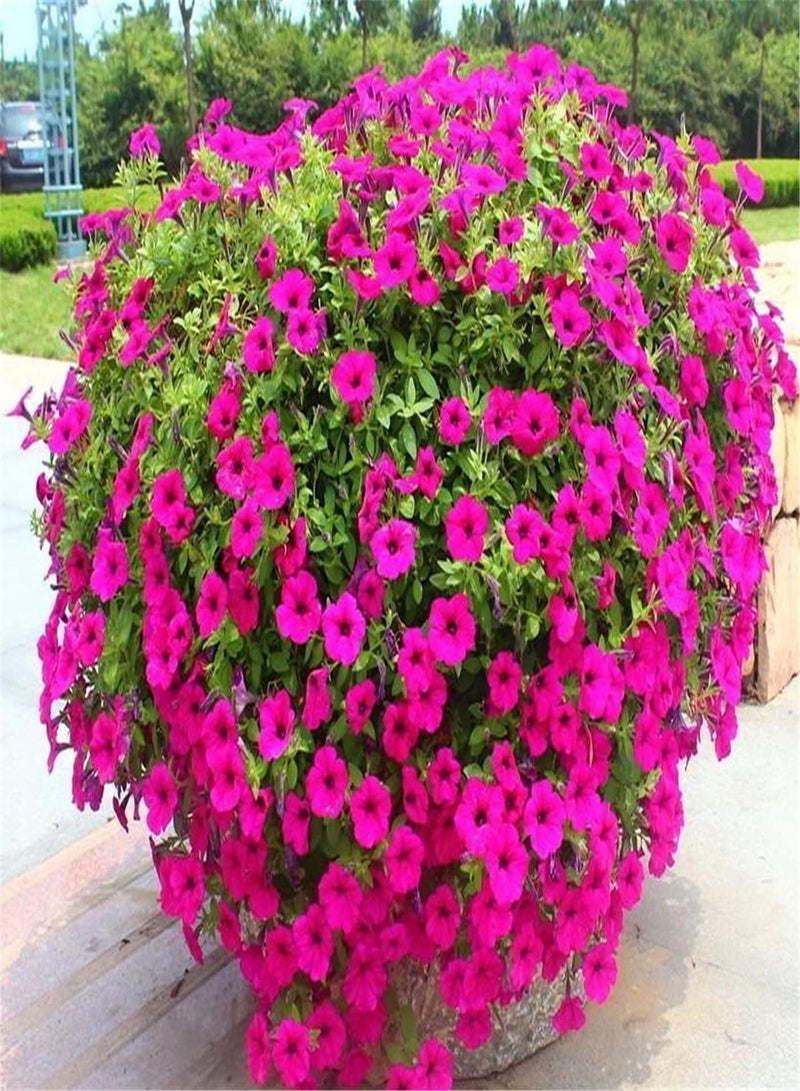 GGOOT Imported Petunia Seeds-Home Garden Collection Gift-Focusing on Quality of Each Seed-200pcs - Image 1