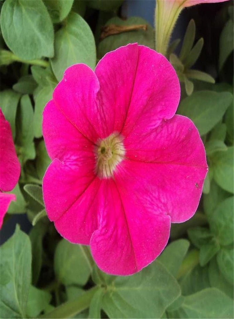 GGOOT Imported Petunia Seeds-Home Garden Collection Gift-Focusing on Quality of Each Seed-200pcs - Image 2