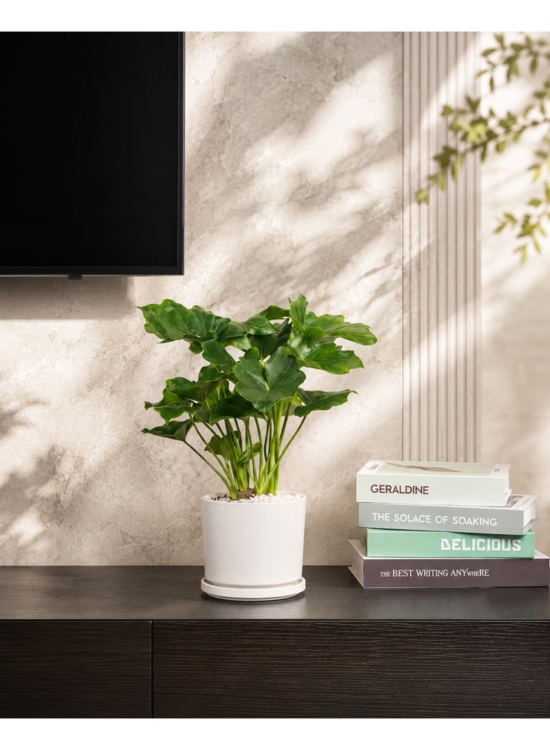 vsell24 White Ceramic Flower Pots with Drainage Hole for Indoor Outdoor Plants - Image 3