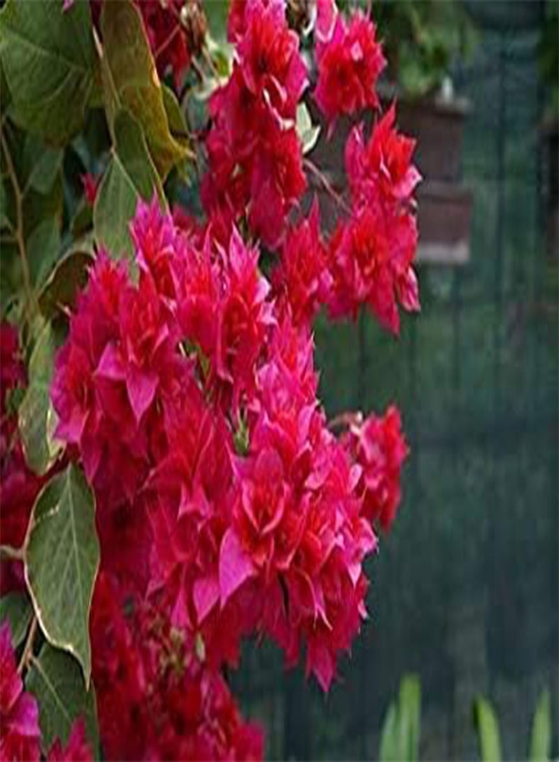 GGOOT seeds Fresh 50 Pcs Bougainvillea Flower Seeds Mixed for Planting Dark Pink