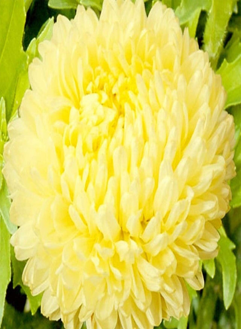 GGOOT seeds Fresh 200 pcs Aster CALLISTEPHUS Flower Seeds for Planting Yellow