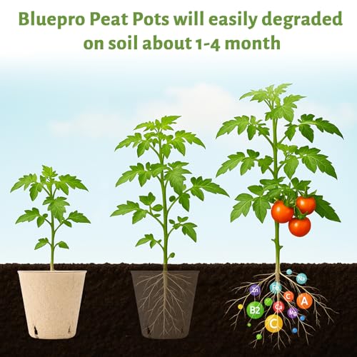 Bluepro 120 Packs 3.15 Inch Peat Pots, Biodegradable Pots for Seedlings with Drainage Holes, Herb Seed Starter - Image 4
