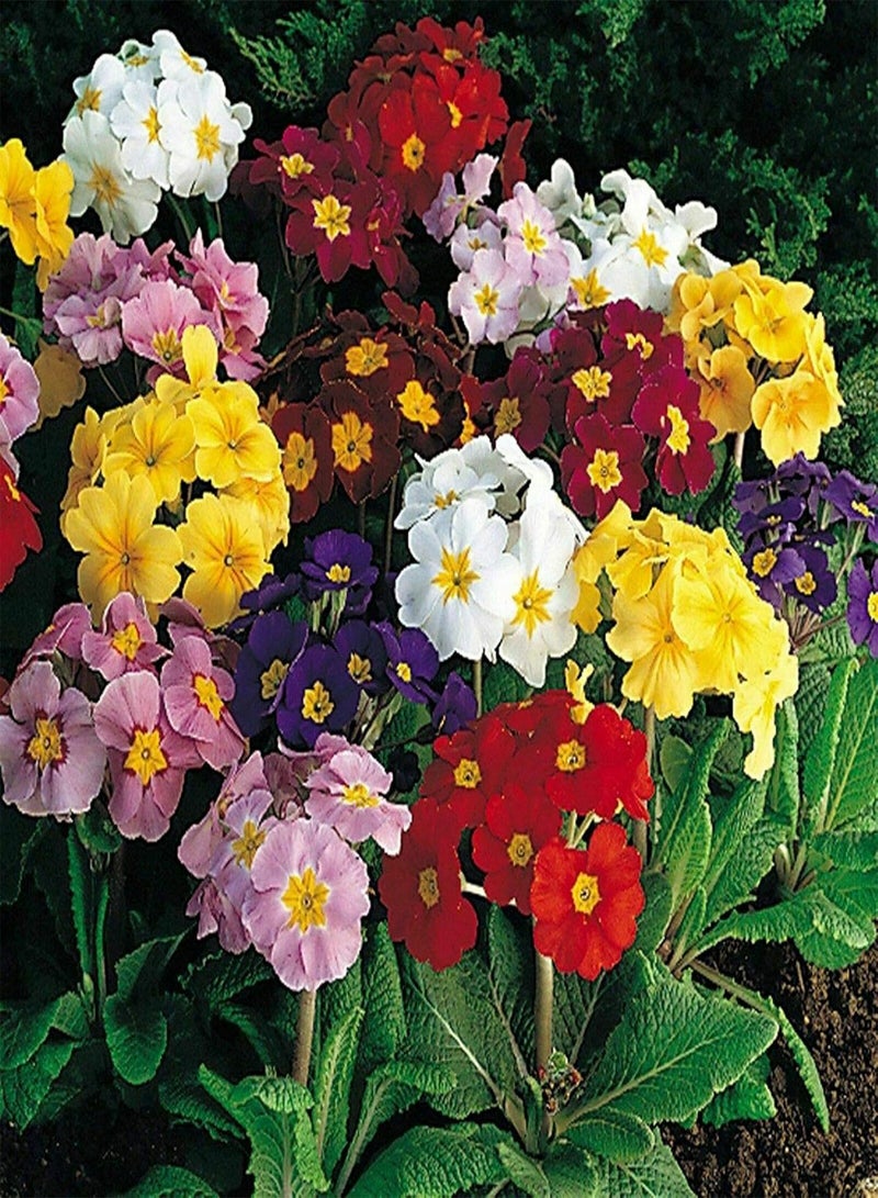 GGOOT Polyanthus Crown Exhibition Strain, Approx 25 Seeds, Fairy Flower Seeds - Image 2