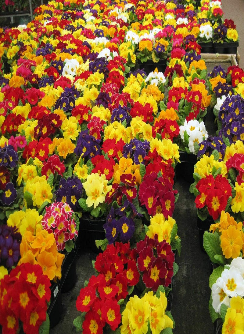 GGOOT Polyanthus Crown Exhibition Strain, Approx 25 Seeds, Fairy Flower Seeds - Image 1