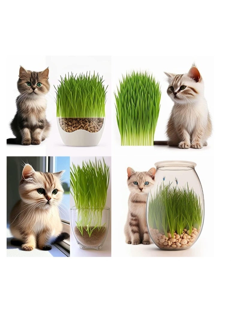 200 Gram Cat Grass Seeds - Image 1