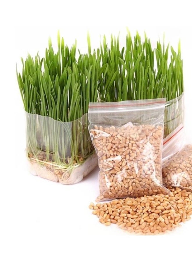 200 Gram Cat Grass Seeds - Image 2