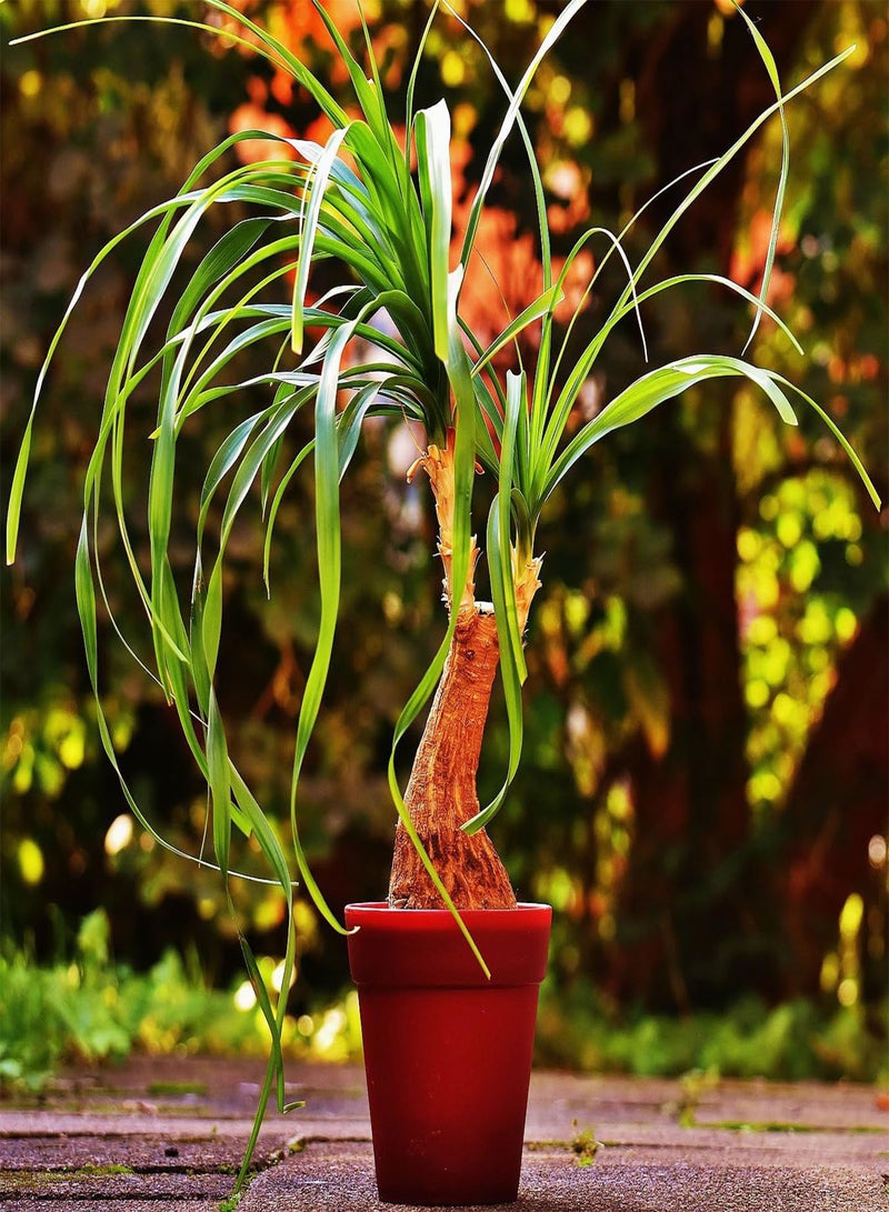 GGOOT Red Ponytail Palm Tropical Succulent Plant Seeds - 15 Seeds for Indoor Houseplant - Image 1