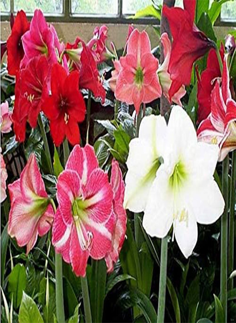 GGOOT 10pcs Amaryllis Flower Seeds - Image 1