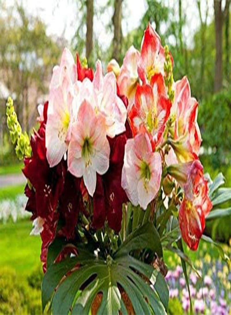 GGOOT 10pcs Amaryllis Flower Seeds - Image 2