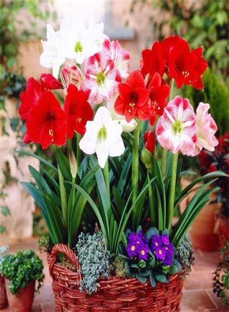 GGOOT 10pcs Amaryllis Flower Seeds - Image 3