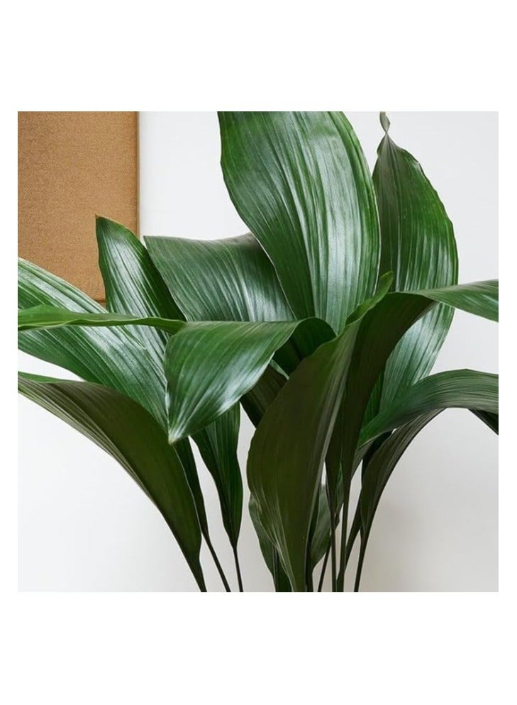 Indoor Aspidistra Elatior plant - (cast-iron-plant)-3pots - Image 3