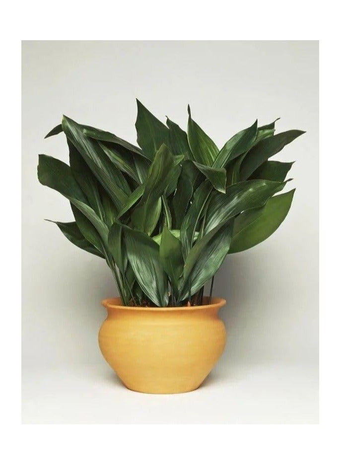 Indoor Aspidistra Elatior plant - (cast-iron-plant)-3pots - Image 2