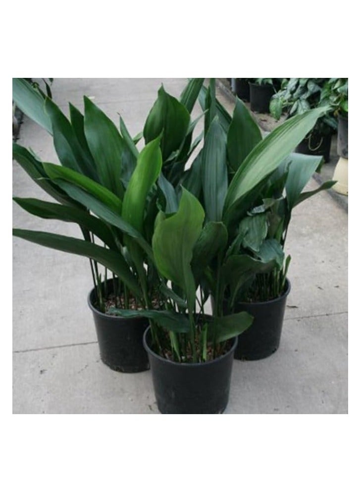 Indoor Aspidistra Elatior plant - (cast-iron-plant)-3pots - Image 1