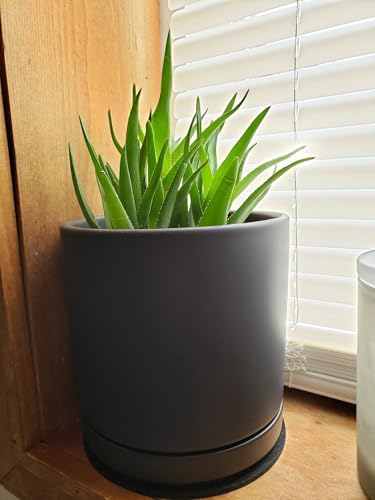 Woiida 6 inch Matte Black Ceramic Plant Saucer (2 Pack)-Ceramic Drainage Tray for Plant Pot - Image 5