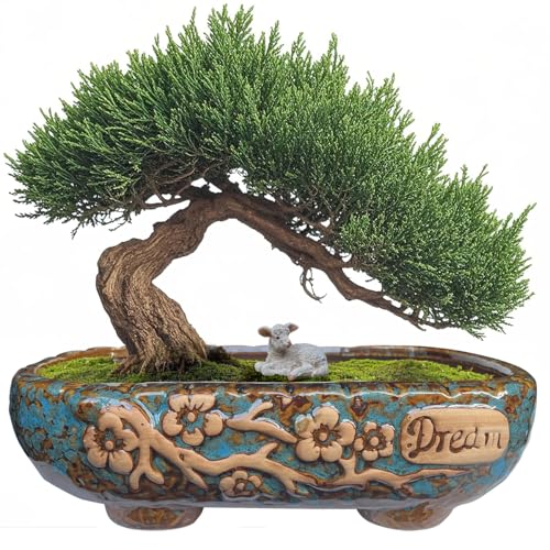 MUZHI 9.5” Rectangular Ceramic Rustic Bonsai Planter Pots with Drip Tray, Glazed Vintage Wide Mouth Shallow Pottery Bonsai Flower Planter Pots with Saucer - Image 1