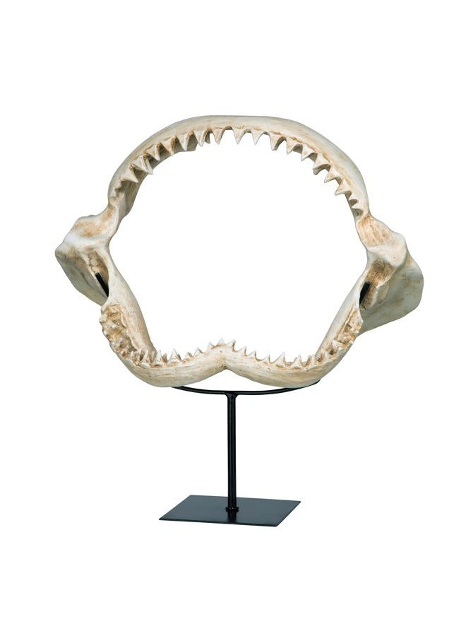 Design Toscano SD1130959 Shark Jaws Jagged Teeth Statue on Display Stand, 16 Inch, Bone - Image 3