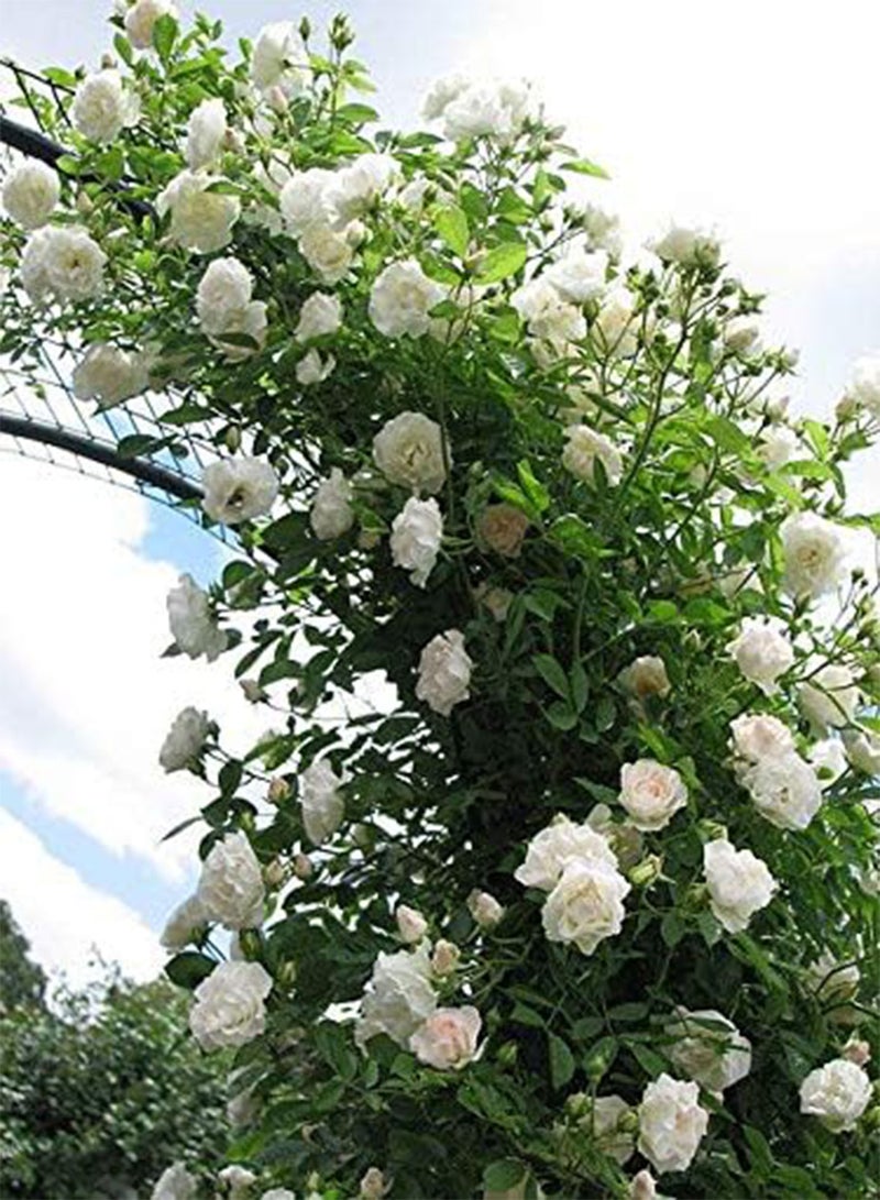 GGOOT White Climbing Rose Flower Seeds, Beautiful Flowers for Home Garden Planting Seeds by Heavy Torch (Approx 300 Seeds) - Image 3