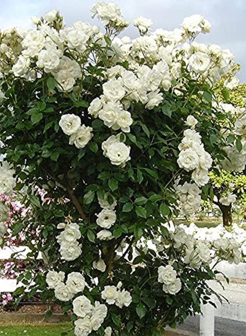GGOOT White Climbing Rose Flower Seeds, Beautiful Flowers for Home Garden Planting Seeds by Heavy Torch (Approx 300 Seeds) - Image 4