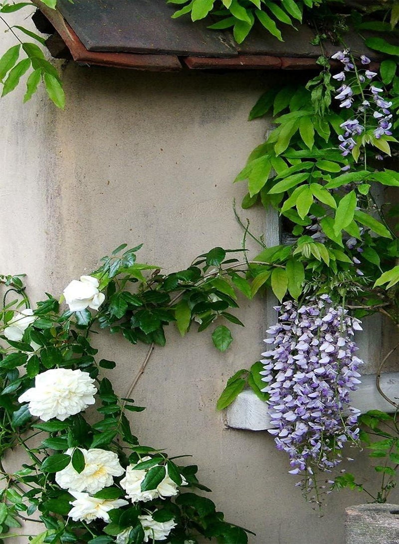 GGOOT White Climbing Rose Flower Seeds, Beautiful Flowers for Home Garden Planting Seeds by Heavy Torch (Approx 300 Seeds) - Image 5