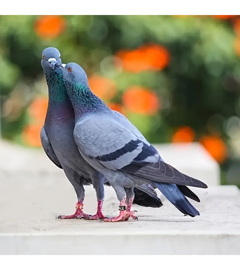18 Pcs 4.7mm Open Circular Ring Aluminum Alloy Bird Leg Bands Multicolor Identification Foot Markers for Pigeons Parakeets Finches Cockatiels Lightweight Training - Image 3