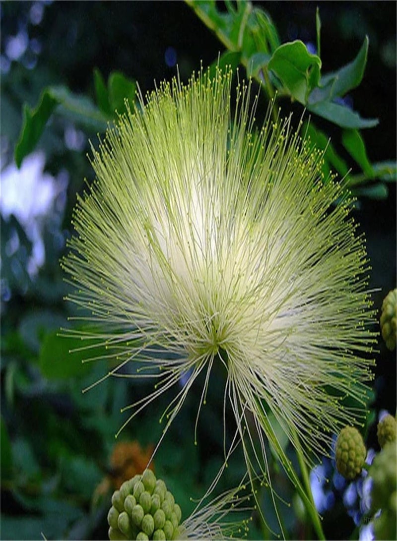 GGOOT Rare Plant Tree Seeds Agizia Lebbeck Tree 10 Seeds - Very Fragrant Indian Siris Woman's Tongue Silk Tree - Image 1