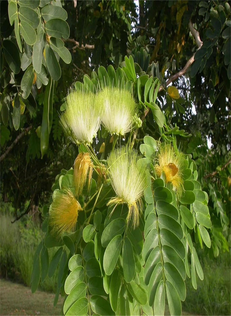 GGOOT Rare Plant Tree Seeds Agizia Lebbeck Tree 10 Seeds - Very Fragrant Indian Siris Woman's Tongue Silk Tree - Image 2